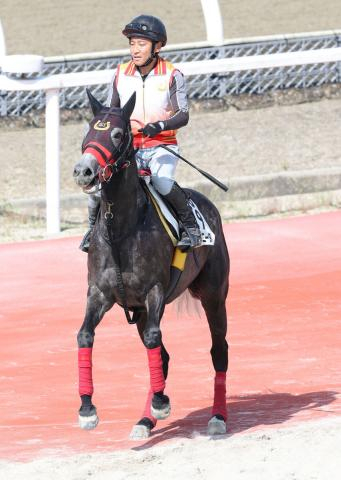 【マーメイドS】重賞連勝を狙うコスタボニータは京都開催を歓迎　杉山佳調教師「機動力があります」