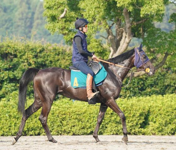 【東京新馬戦】ヴァルキリーバース　入念に乗り込む、田中博師「体力があって頭が良い馬」