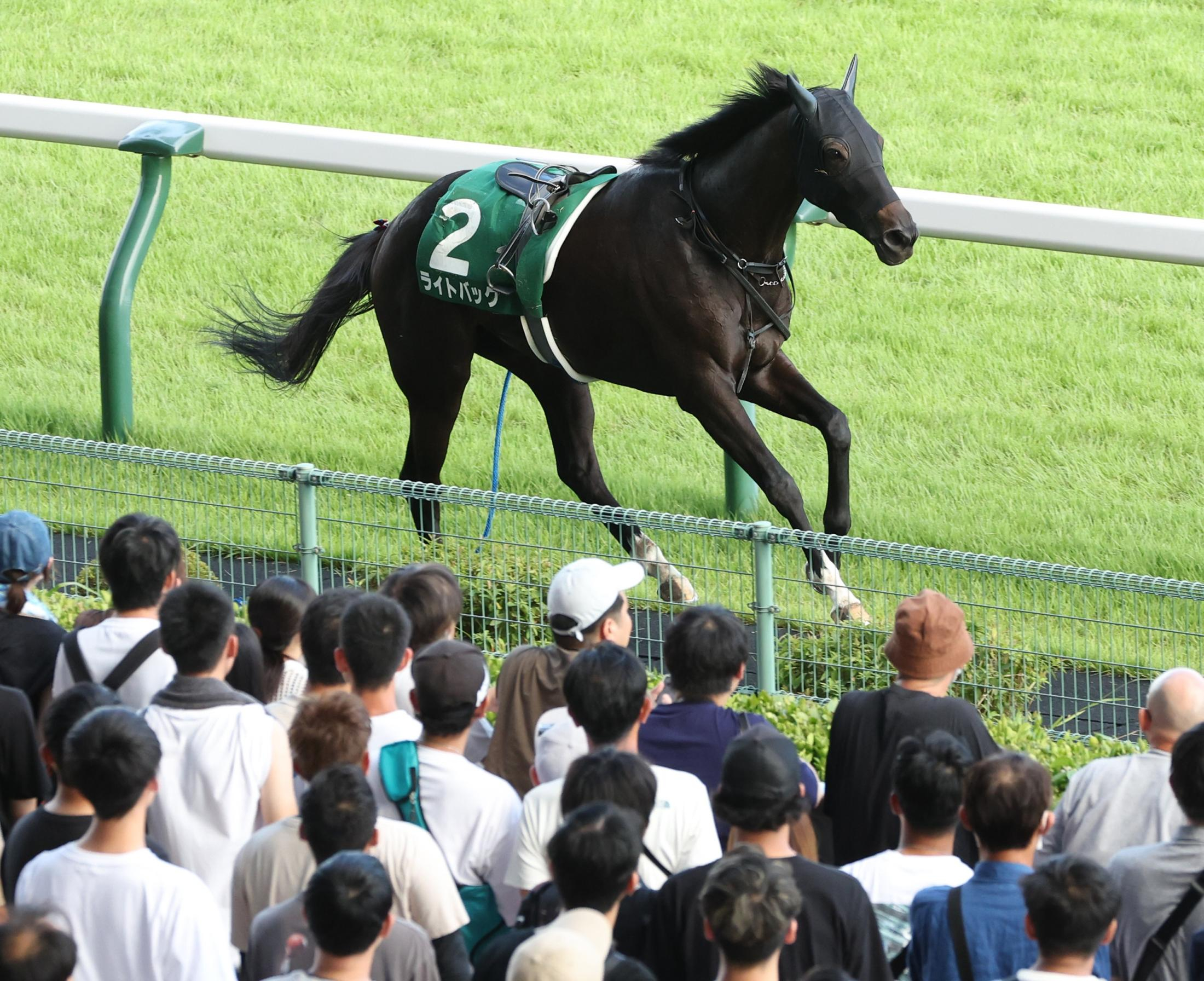 【新潟記念】場内悲鳴　ライトバックが放馬で競走除外　馬券２６億円超が返還に