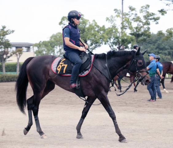 【紫苑S】カンティアーモが左前脚球節の痛みで出走を回避