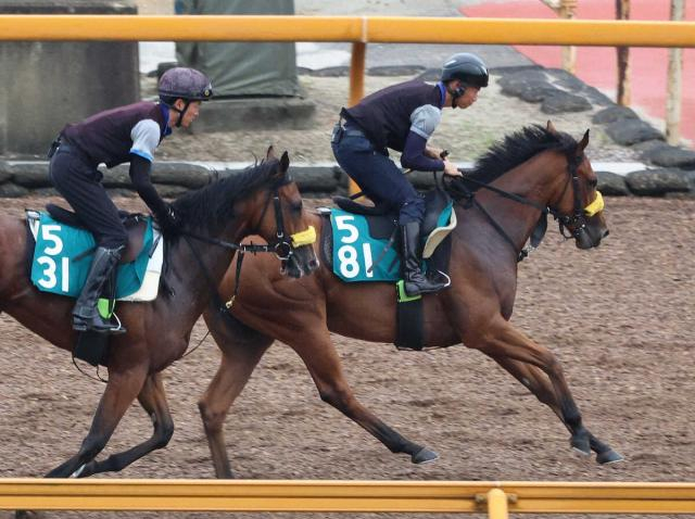 【中京新馬戦】ラミントン快速継承!清水久厩舎に縁あるキタサンブラック産駒