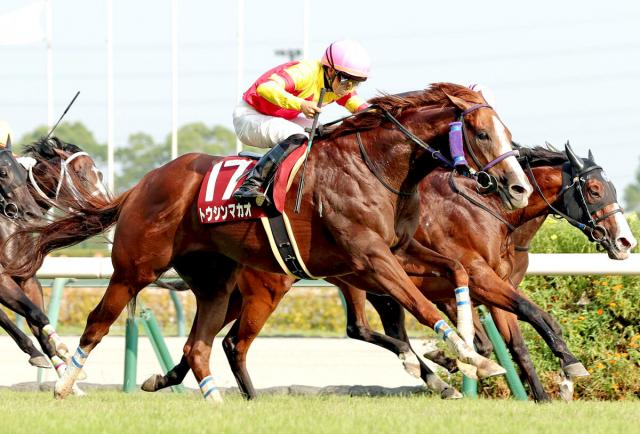 【注目馬動向】セントウルSを制したトウシンマカオはスプリンターズSへ　鞍上は引き続き菅原明良騎手