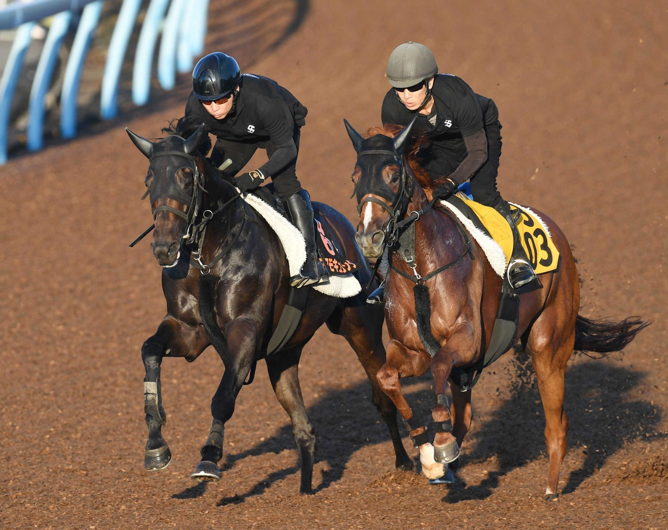 【セントライト記念】コスモキュランダ　切れ切れの走り　加藤士師も納得の表情「どんな馬場でもやれる」