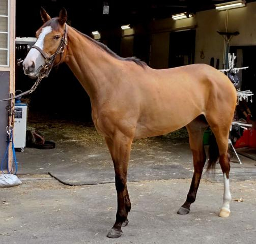 【注目馬動向】オークス馬チェルヴィニアは秋華賞で引き続きルメール騎手とコンビ