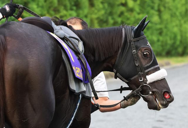 【スプリンターズS】混戦模様の秋のG1初戦　森泰斗騎手が推した「馬券圏内の計算が立つ馬」は…