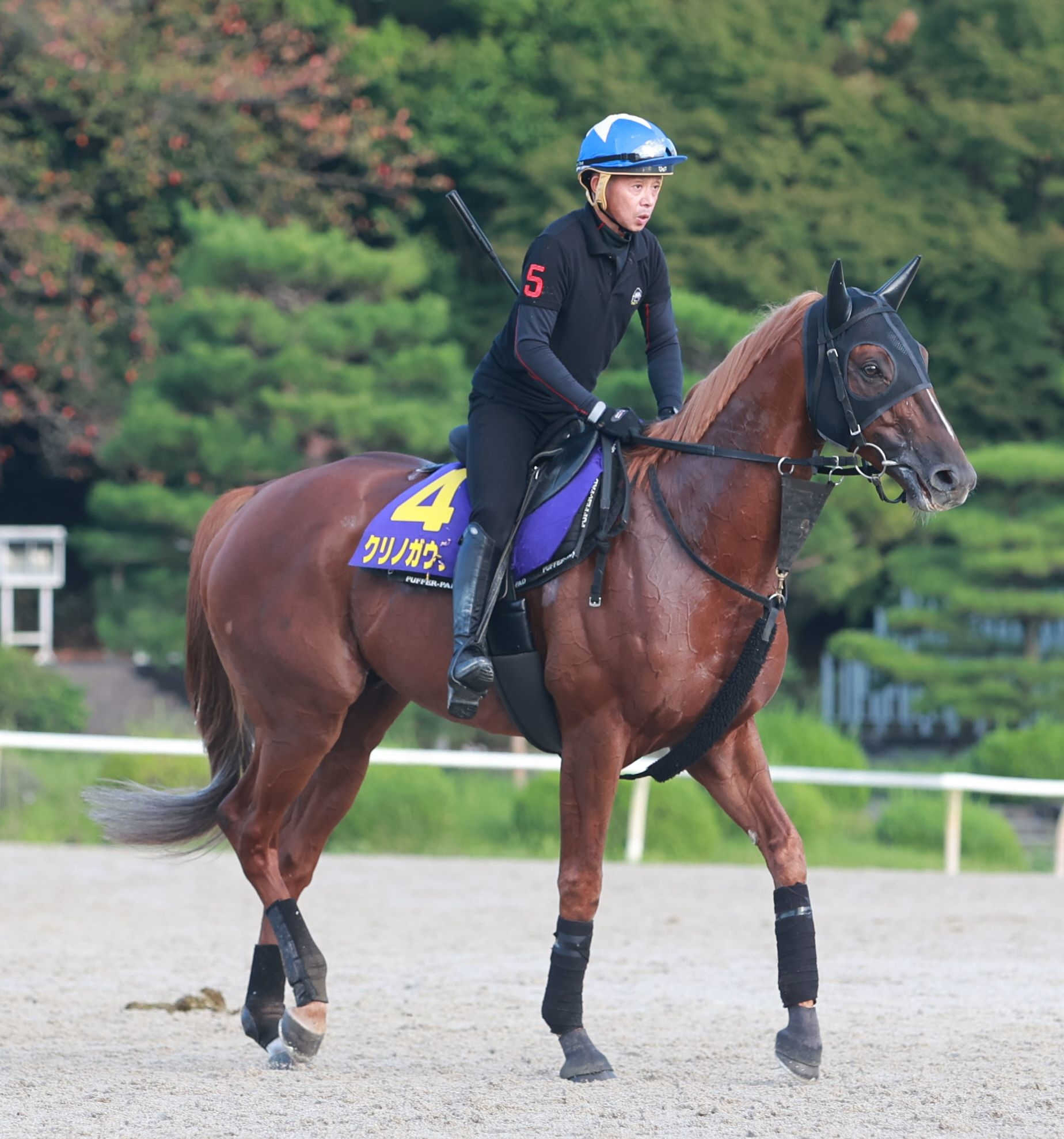 “幻のＧ１馬”クリノガウディーがＪＲＡの登録抹消　大井競馬に移籍へ