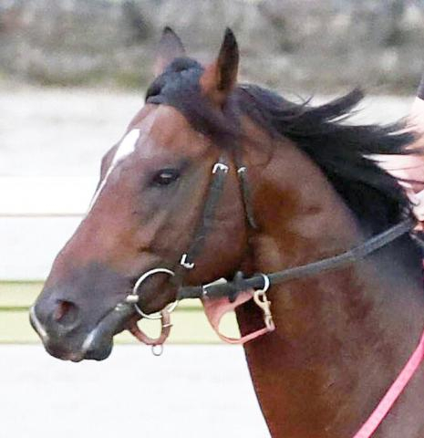 【ジャパンダートクラシック】東京ダービー馬ラムジェット4着　5連勝での2冠制覇ならず