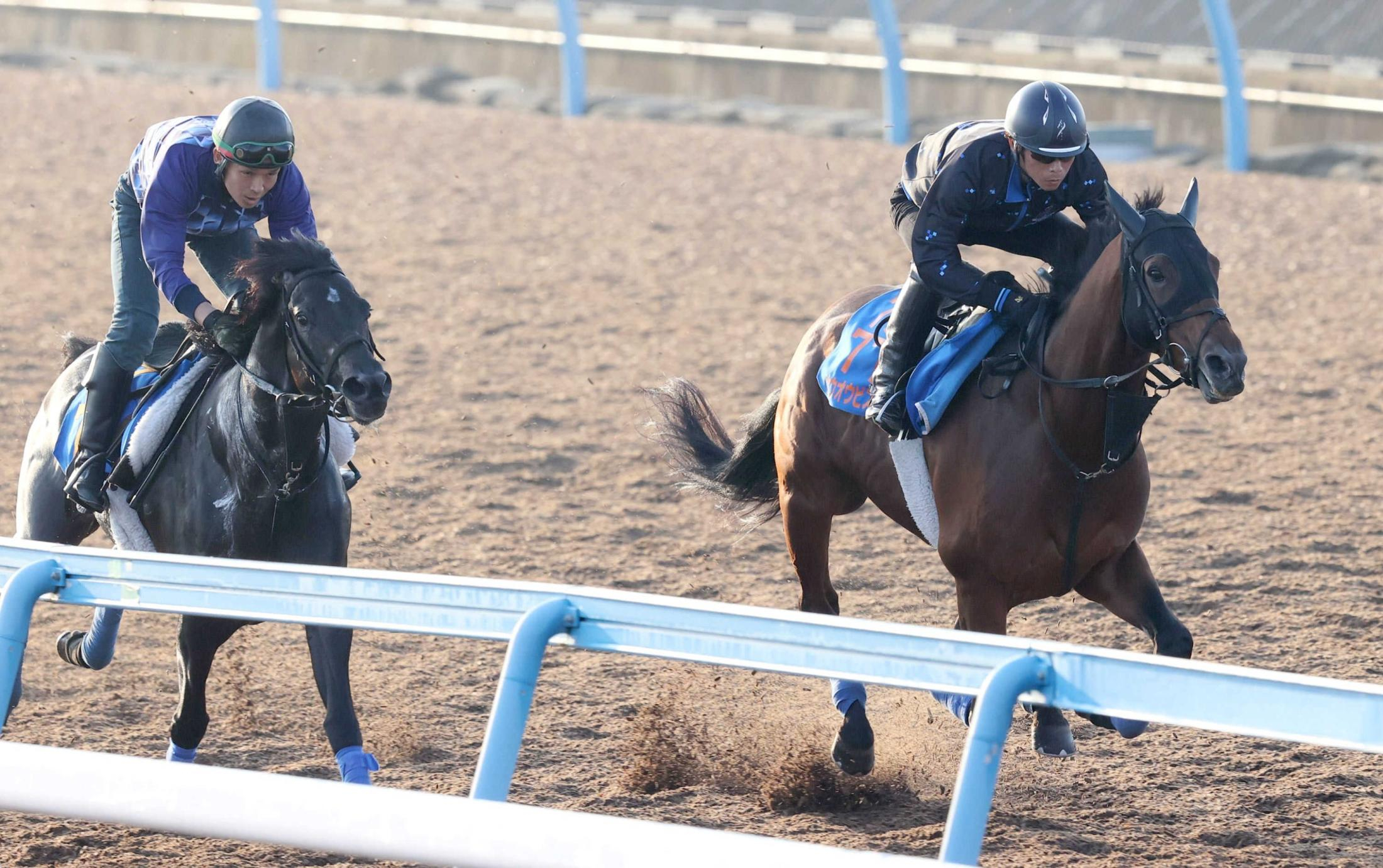 【毎日王冠】ホウオウビスケッツ　上昇手応え！３連勝で秋盾へ羽ばたく　奥村武師「だいぶ上がってきた」