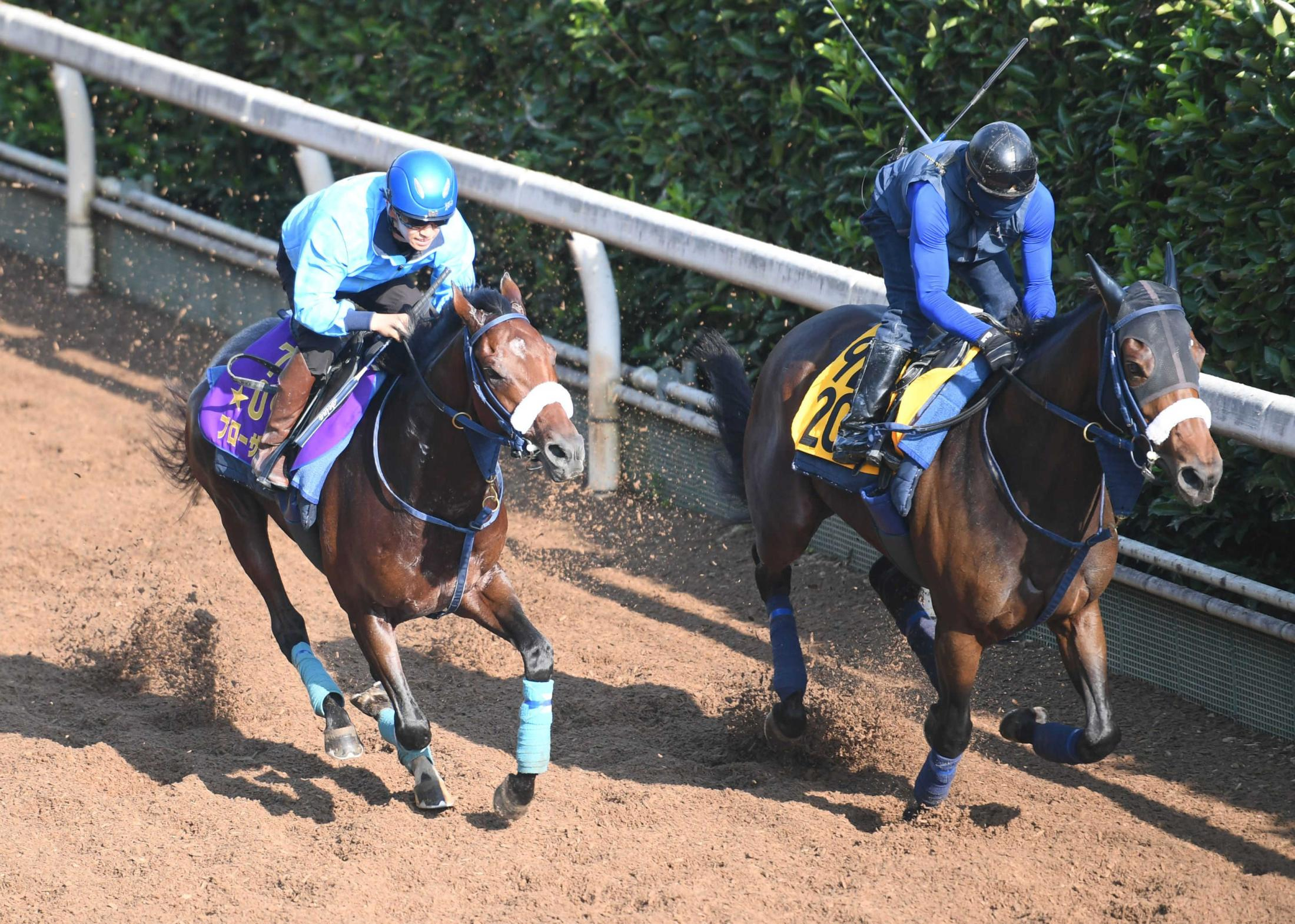 【京都大賞典】Ｇ１馬ブローザホーン　休養挟んで充電完了！四肢力強く伸ばし馬なり併入　ＪＣ＆有馬へ弾みつける