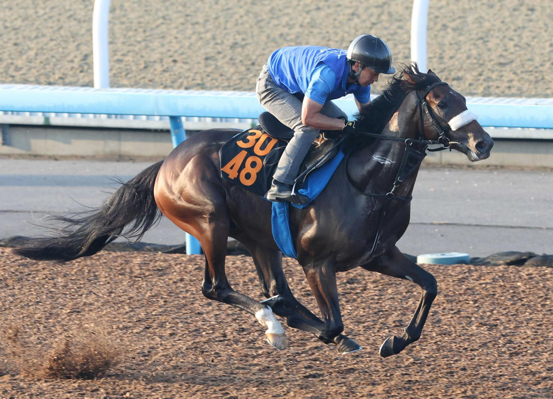 【サウジアラビアＲＣ】アルレッキーノ　無理せず美浦Ｗラスト１Ｆ１１秒１　未勝利戦は７馬身半差で圧勝