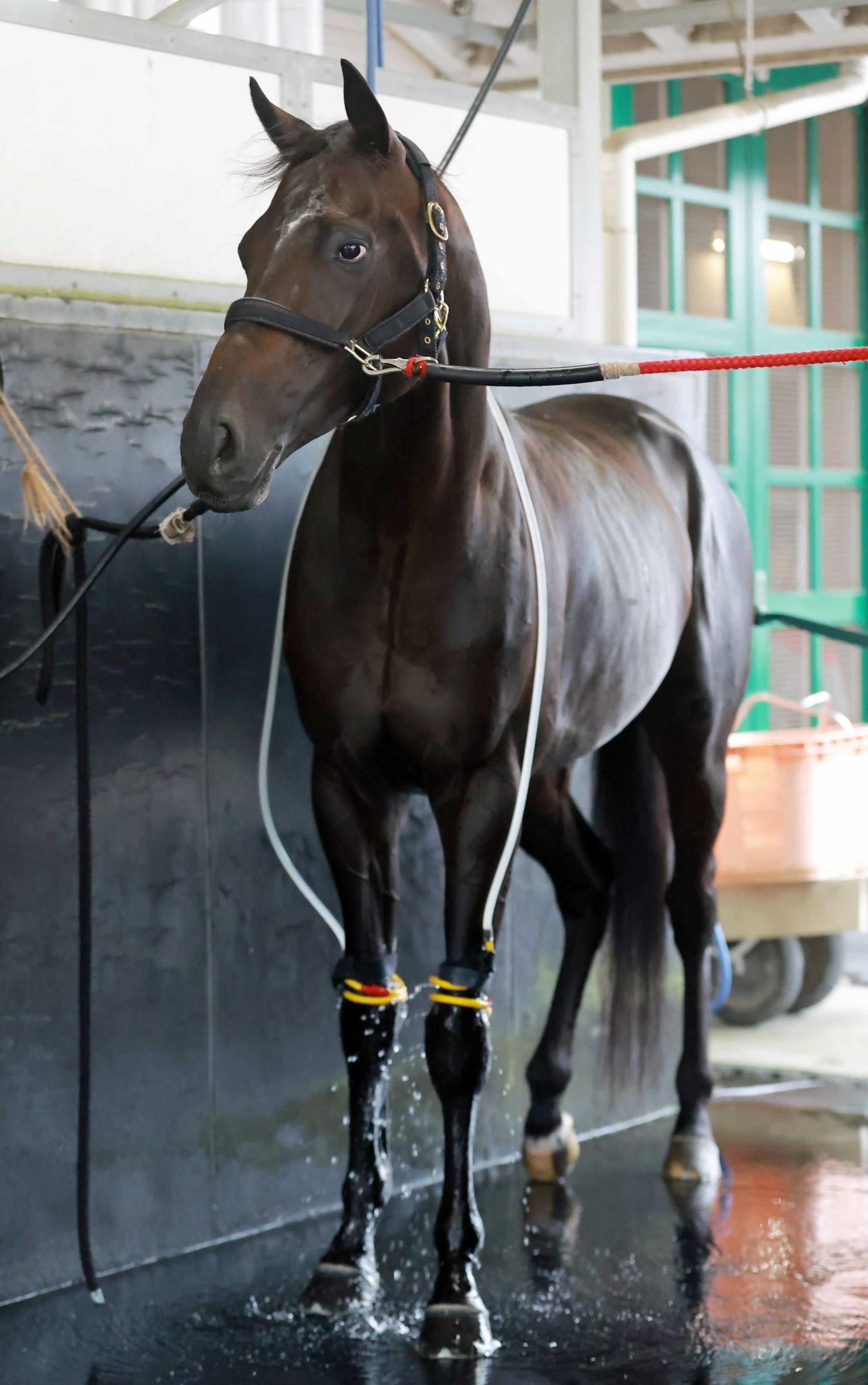 【京都大賞典】ケイアイサンデラ　前走で馬具外し新境地開拓　コンビで３勝の藤懸に一発託す！小林師との絆でＶへ期待