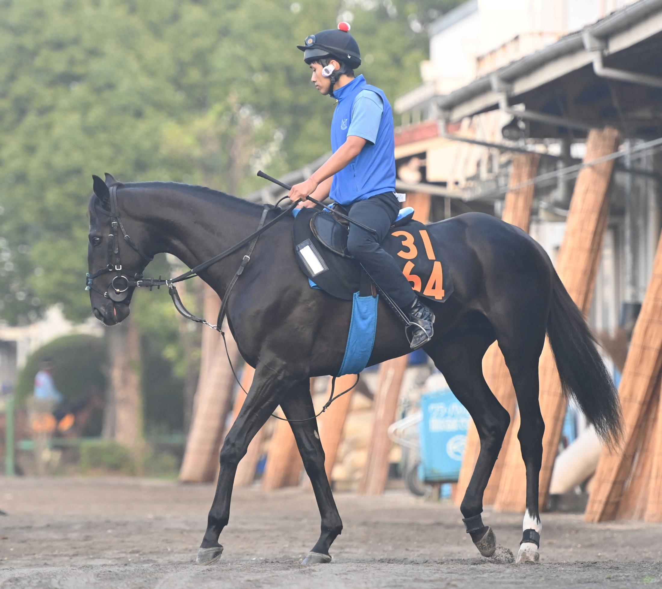 【新馬戦】ガルダイア乗り込み十分　エピファネイア産駒の牡馬にクラシックへの期待も　国枝師「気のいいタイプで体できている」