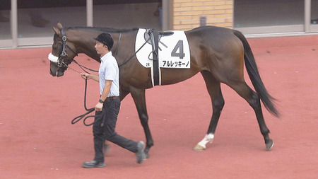 【サウジアラビアRC】単勝1.5倍アルレッキーノふっ飛ぶw w w w w