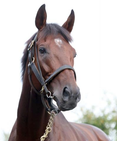 【京都大賞典】唯一のG1馬は秋初戦でまさかの凡走　宝塚記念制覇ブローザホーンはしんがり11着　