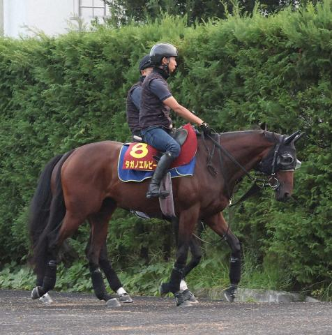 【秋華賞】タガノエルピーダ　坂路調整で順調「疲れもなく体は回復した」