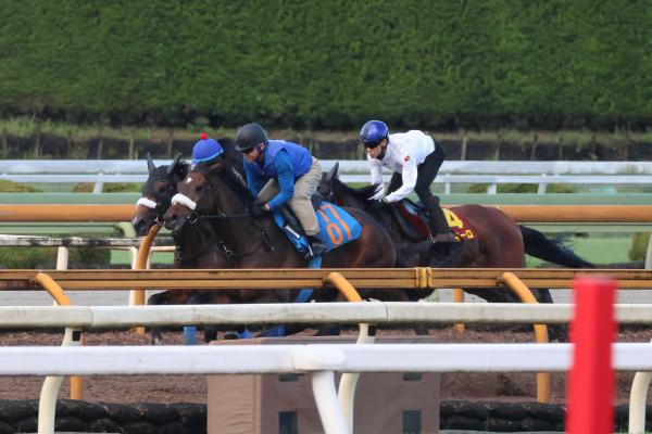 【秋華賞・府中牝馬S予想】栗東滞在する美浦所属馬の仕上がりは？ 有力馬の調教を解説