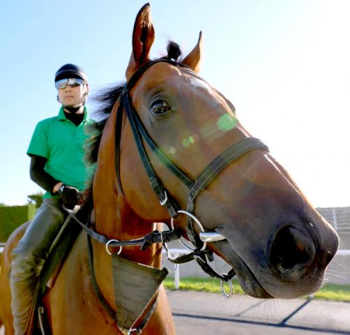 【注目馬動向】ジャパンダートC3着のサンライズジパングはみやこS視野　レース後に脚元検査も大事に至らず