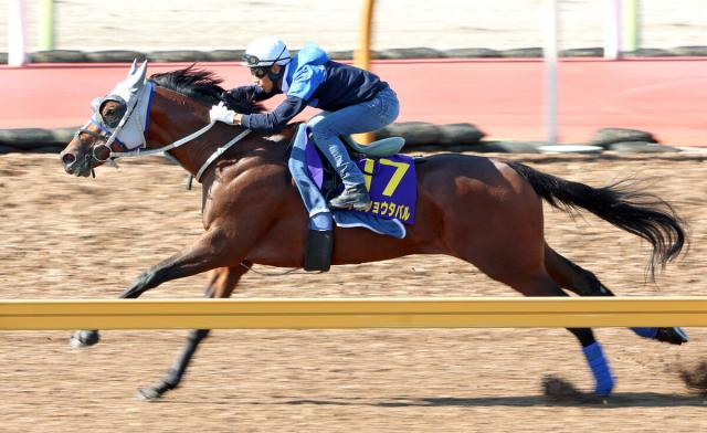 【菊花賞】メイショウタバルは折り合いもスムーズに先着　浜中俊騎手「我慢させることを覚えさせてきた」