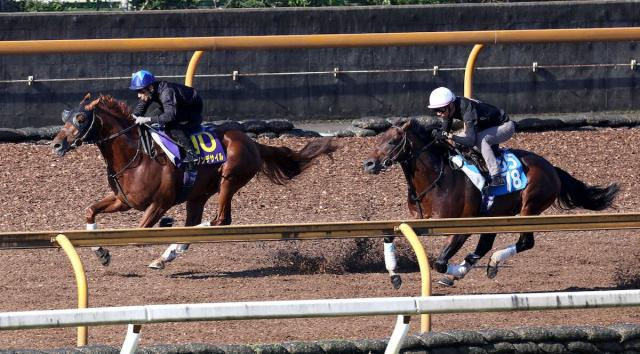 【菊花賞1週間前追い】ダノンデサイル猛時計!3馬身先着に安田師「予定通り」