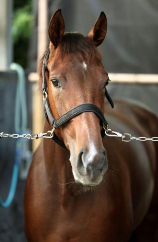 【秋華賞】桜花賞馬ステレンボッシュは8枠14番　担当助手の反応は前向き