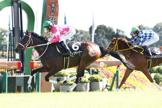 【京都8R・紫菊賞】ビップデイジーが2連勝　幸英明騎手「さらに良くなっています」