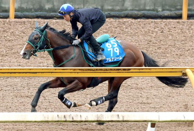 【富士S】重賞連勝狙うアルナシームは軽快な伸び　橋口調教師「鞍上にも従順になりました」