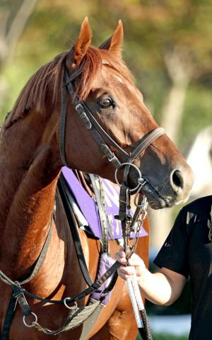 【菊花賞】ダービー馬は勝率、連対率ともにトップの絶好「2冠枠」ゲット　鞍上・横山典弘騎手は98年にV