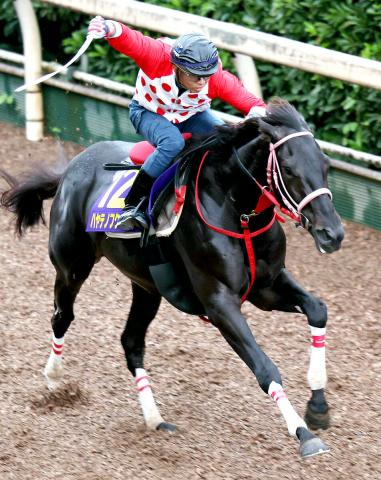 【菊花賞】ハヤテノフクノスケが青森産馬48年ぶり制覇へ　ワールドファーム・村上薫さん「青森の馬産が再び盛り上がれば」