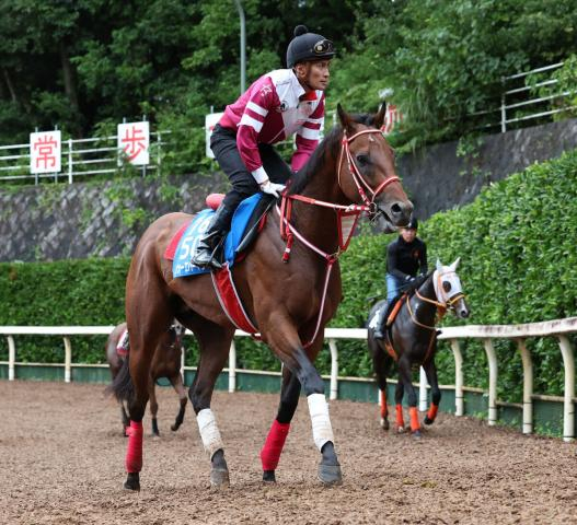 【BCクラシック】フォーエバーヤングとデルマソトガケが豪華併せ馬　国内最終追い切り