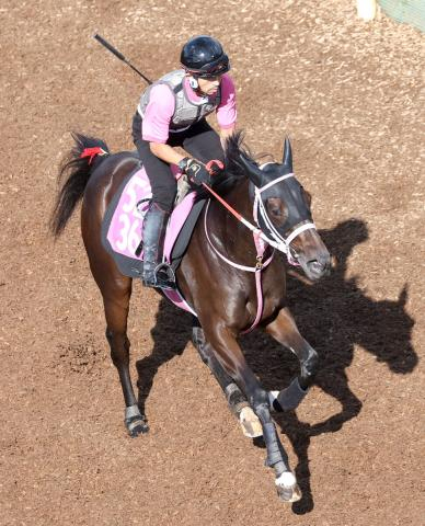 【アルテミスS】ショウナンザナドゥが初タイトルへ好仕上がり　松下調教師「舞台設定は合うと思う」