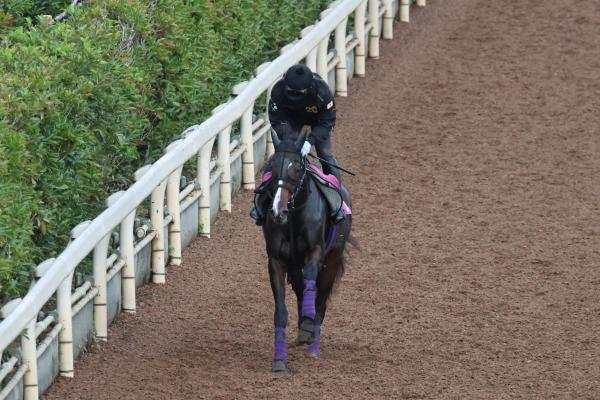 【天皇賞(秋)など予想】秋伝統の一戦に好メンバー集結 有力GI馬の調教内容ジャッジ