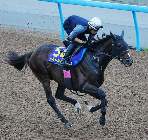 【天皇賞・秋】シルトホルン　余力残しリズム良く、大野「ドシッとしてきた感じ」