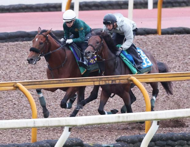 【天皇賞・秋】ベラジオオペラ　まだ覇気が足りない、上村師「調整が難しかった」