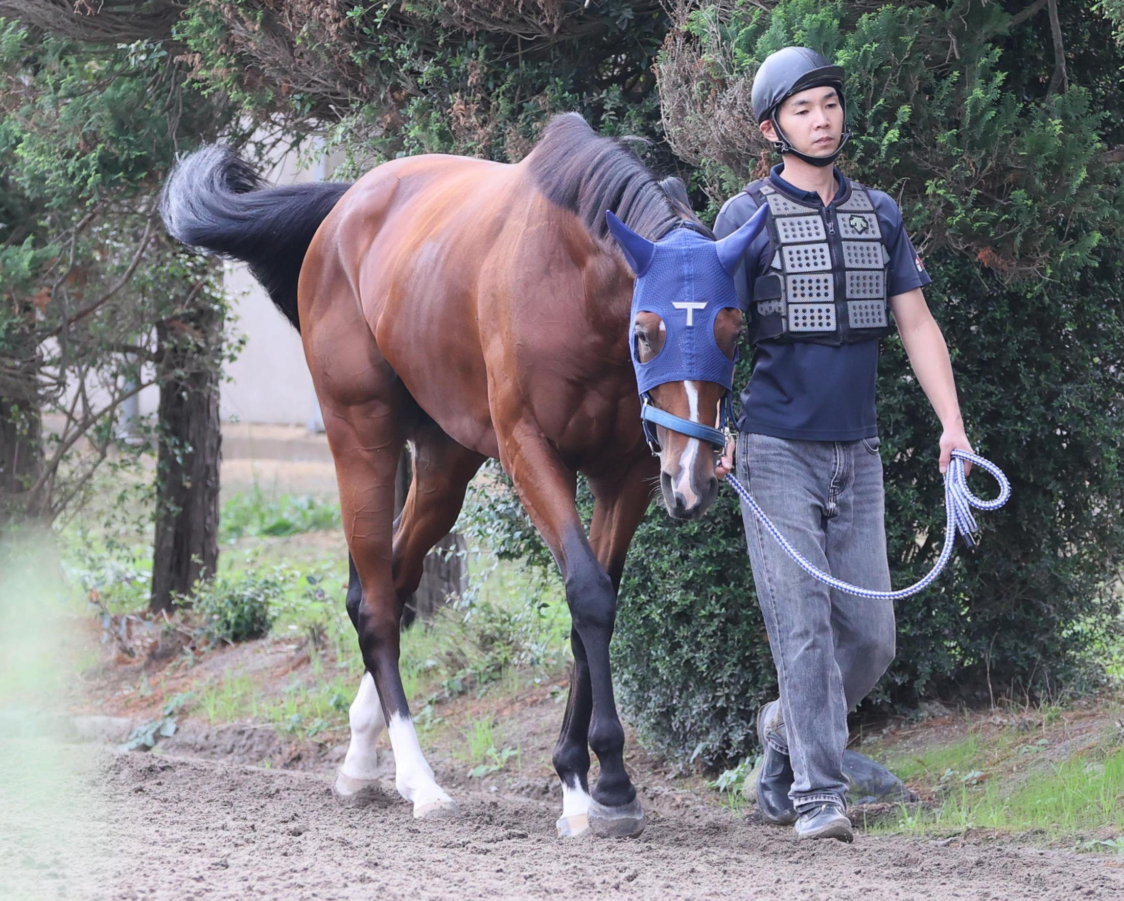 【天皇賞】ソールオリエンス　確かな手応え　大村助手「東京コースも合うので期待しています」