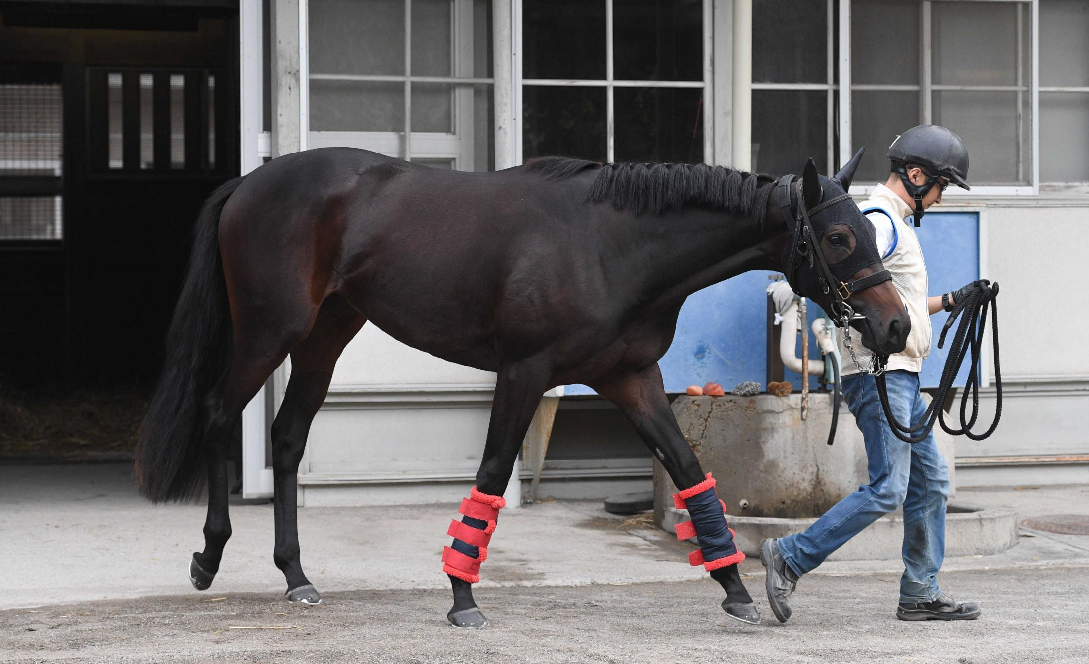 【新馬戦】ロジャリーマイン　厩舎ゆかりの良血馬に期待　池内助手「上手に走ってくれれば」