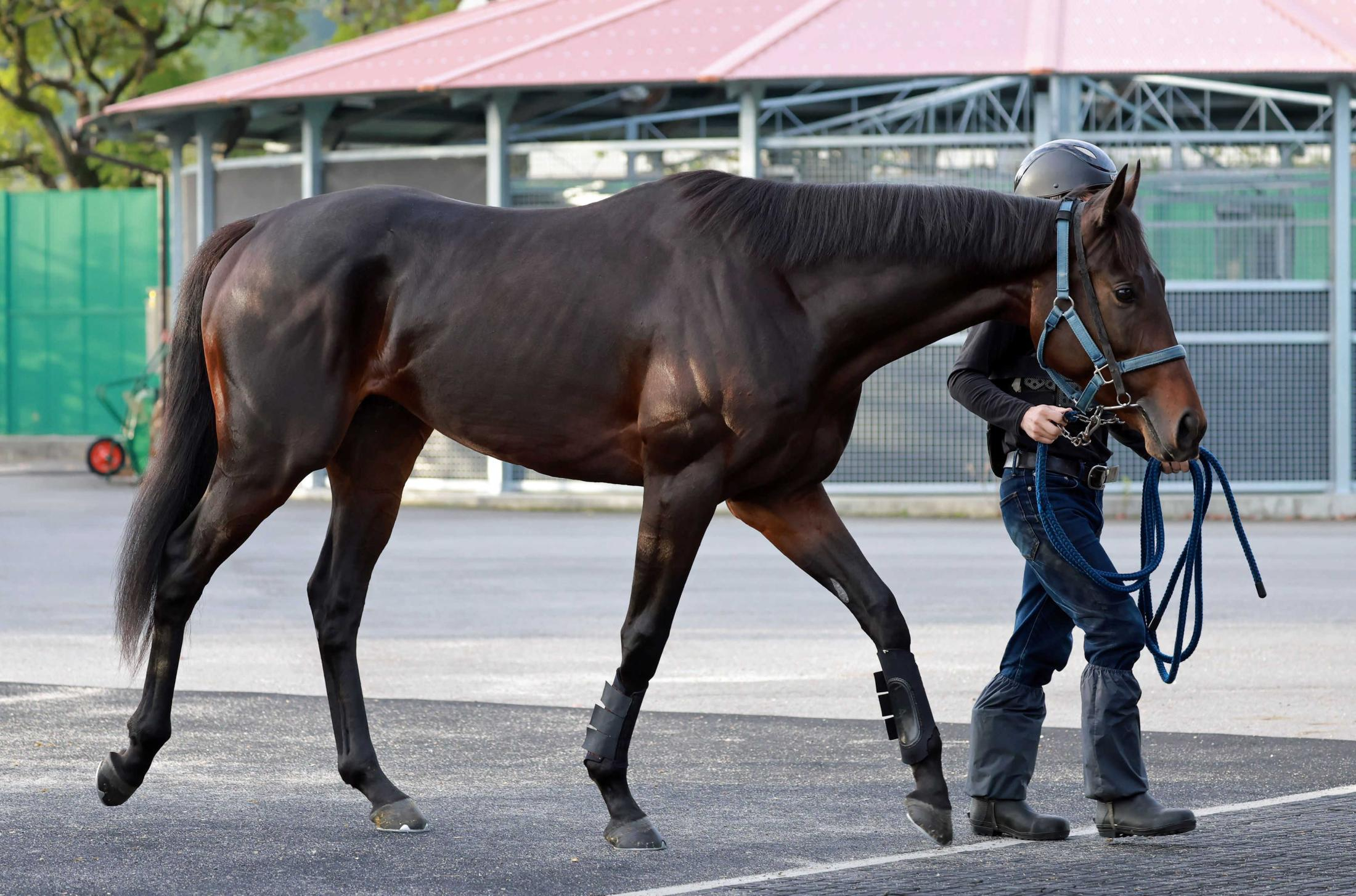 【新馬戦】ベイラム　兄には重賞馬　武英師手応え「真面目でいい馬。芝が合うと思う」