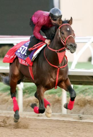 【BCスプリント】日本勢最先着はメタマックスの8着…米国馬の圧倒的なスピードに見せ場も作れず