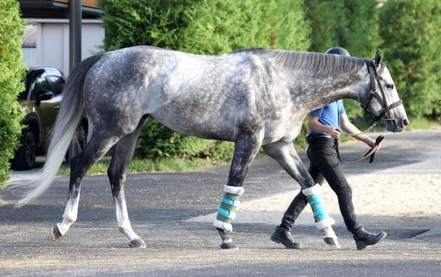 【注目馬動向】スプリンターズS12着のマッドクールは阪神Cへ　今年の高松宮記念覇者