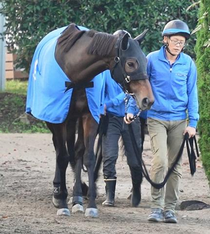 【エリザベス女王杯】(12)シンティレーション　輸送も問題なく、池上師「枠はどこでも」