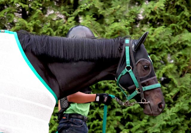 【注目馬動向】ジャスティンパレスはCデムーロ騎手と再コンビでジャパンC参戦