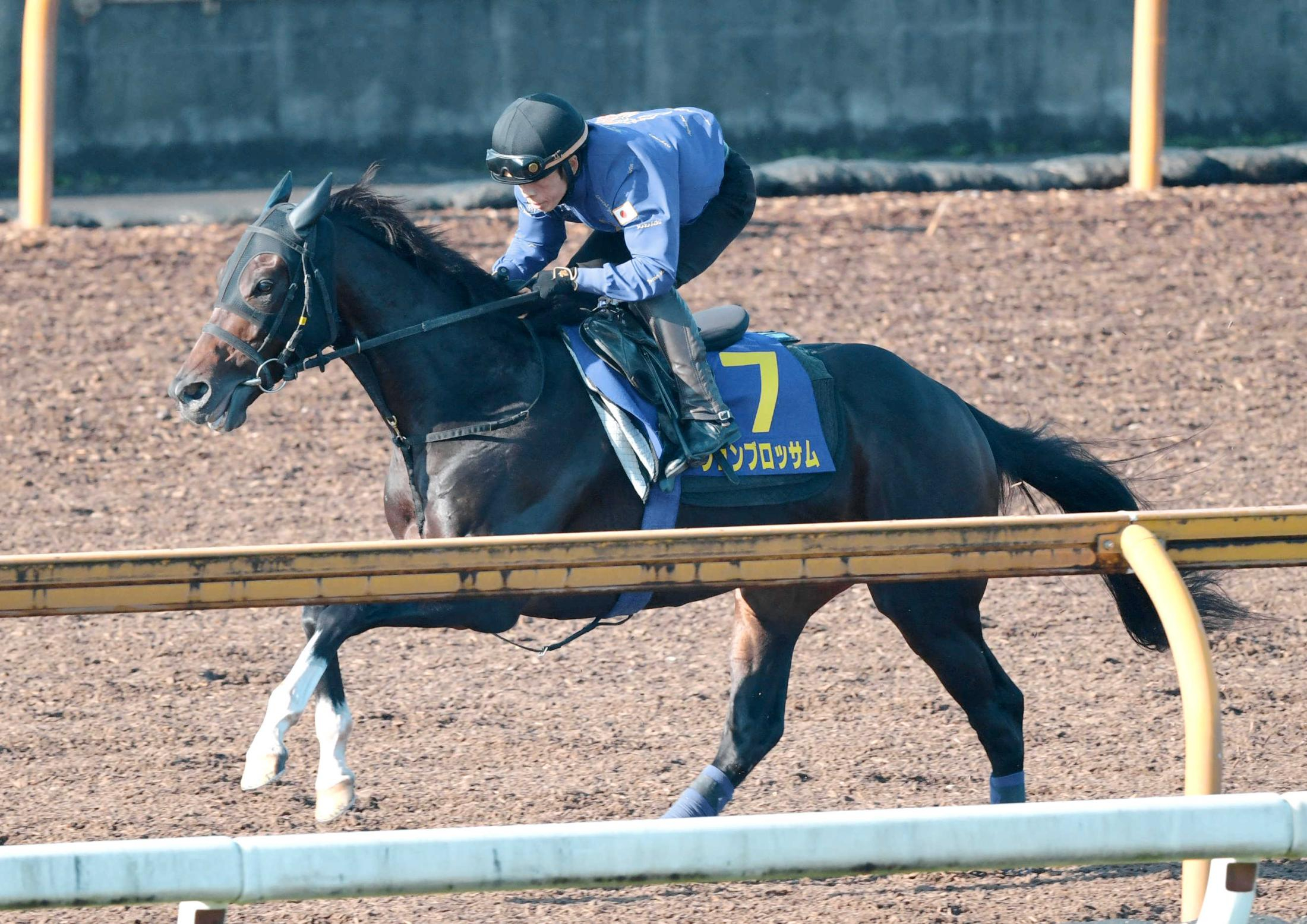 【マイルＣＳ】ジュンブロッサム　快活　友道師「前走以上の調子」　週末の雨予報に「良馬場でやれれば」