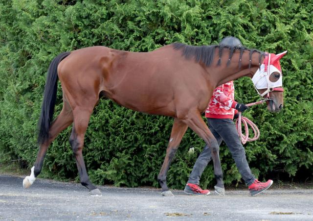 【注目馬動向】エリザベス女王杯2着のラヴェルは続戦　香港国際競走やチャレンジCなどが候補