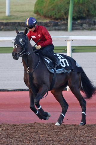 【京都2歳S】注目のキズナ産駒エリキング　無傷3連勝へ“大物感漂う”