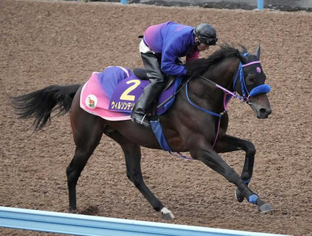 【チャンピオンズC1週前追い】ウィルソンテソーロ　走りにブレなし、小手川師「経験を力にできる馬」