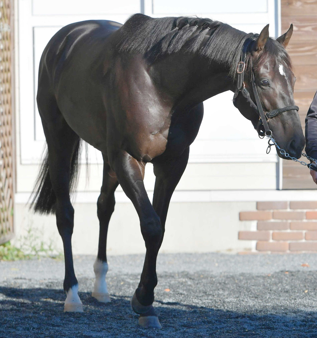 シャフリヤールが有馬記念参戦　鞍上はＣ・デムーロ　重賞２勝馬サトノグランツも有馬記念へ