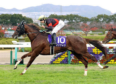 セリフォス優駿スタリオンで種牡馬入り　阪神カップがラストラン