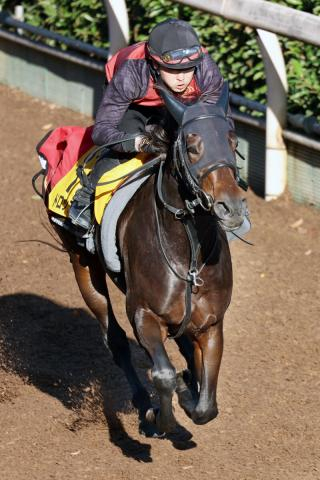 【京阪杯】重賞2連勝を狙うドロップオブライト　福永調教師「荒れてきた馬場もいい」