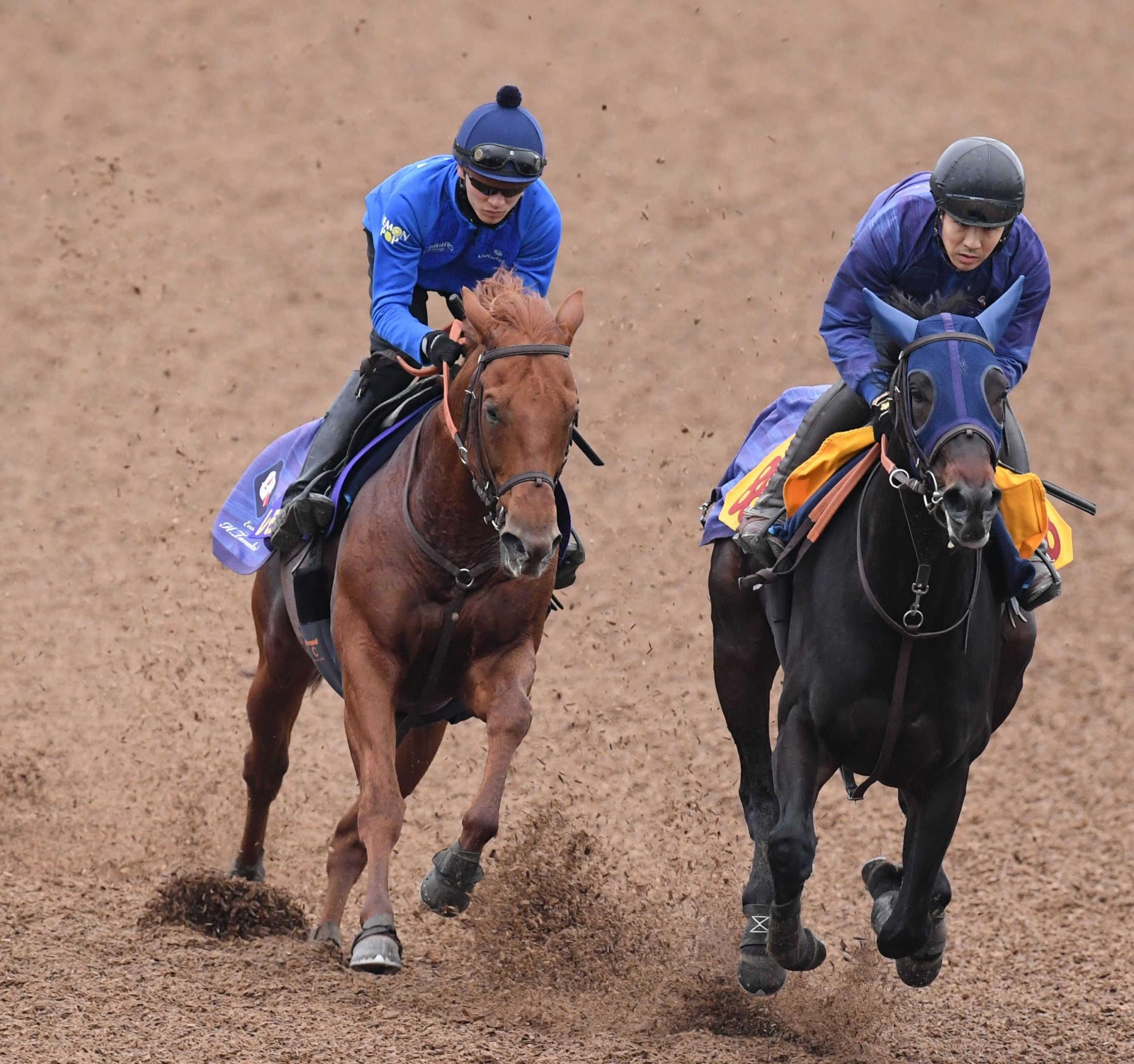 【チャンピオンズＣ】レモンポップ　有終連覇へ万全　併せ馬で３馬身先着