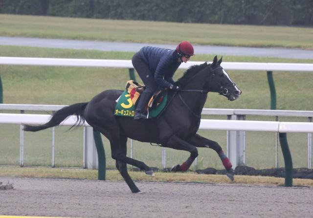 【ジャパンC】オーギュストロダンの背中を2歳から知るリチャードソン厩務員が語る、欧州年度代表馬との違い