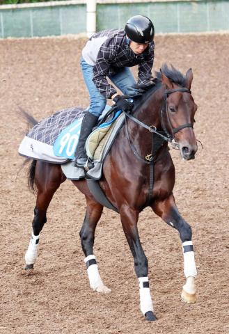 【チャレンジC】良血マキシが重賞初挑戦Vへ　ひと叩きされて上昇　母は14年エリザベス女王杯Vのラキシス